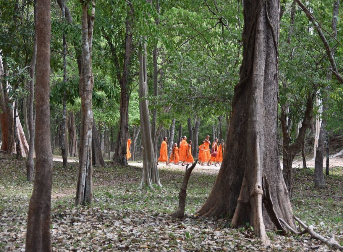 un viaje a una Camboya Increíble, Bosques.