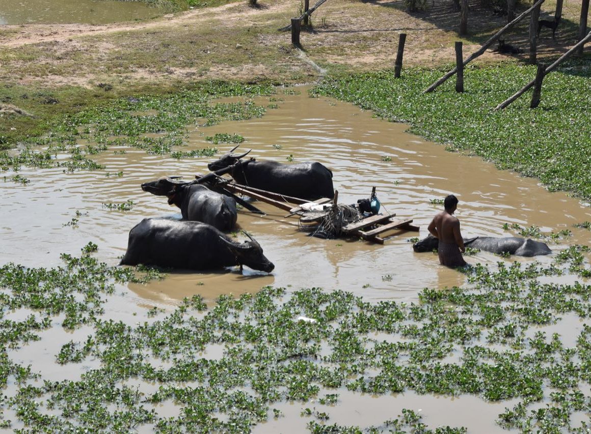 Búfalos en Camboya