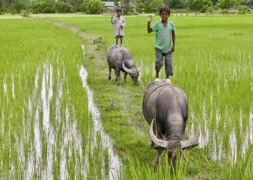 Niño en búfalo en un viaje a Camboya de forma segura