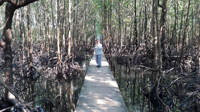 De paseo por el manglar