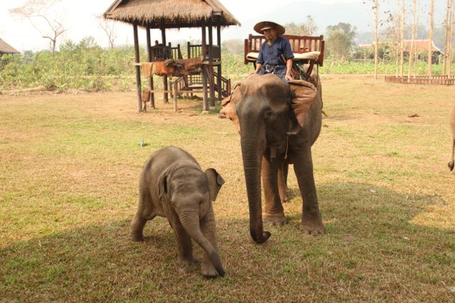 Fortos de Laos