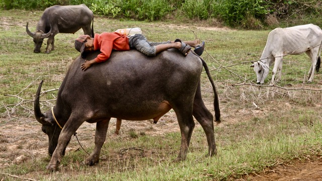 Niño durmiendo en un búfalo