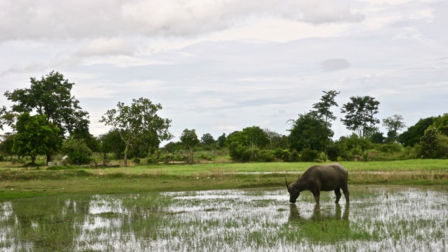 Camboya que ver en tu viaje