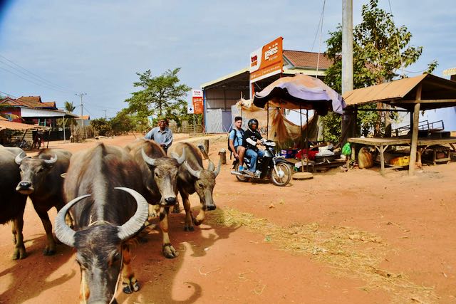 Búfalos en Camboya