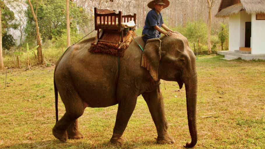 Elefantes en Laos