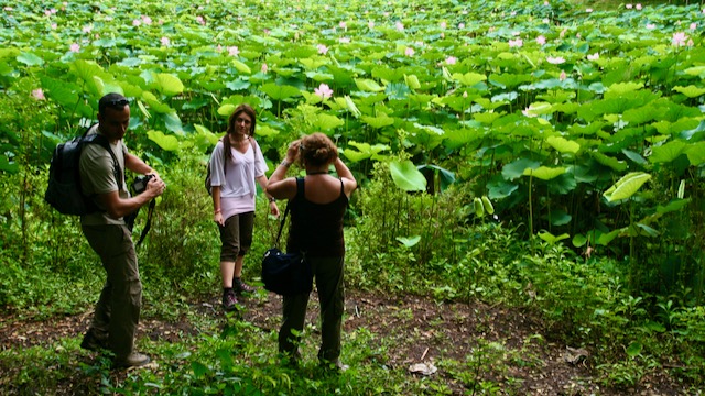 Viajar a Birmania y Camboya, flores de Loto