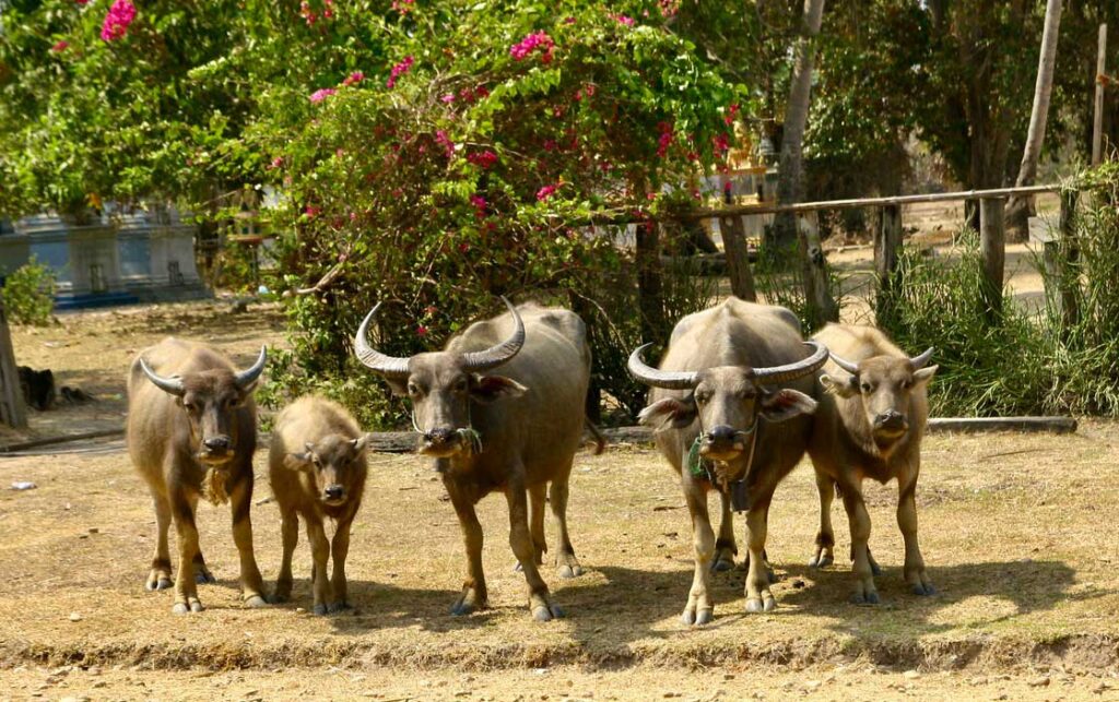 Familia de búfalos en Camboya
