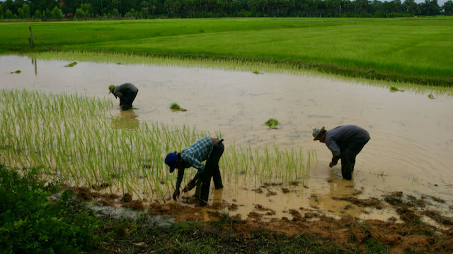 Agricultores en epoca de lluvias