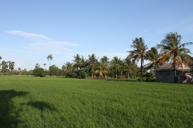 Campo de arroz Camboya