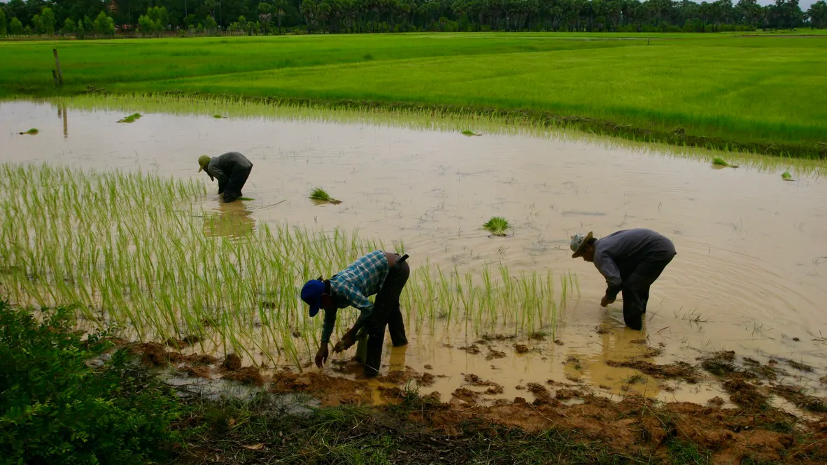 Campesinos en Camboya