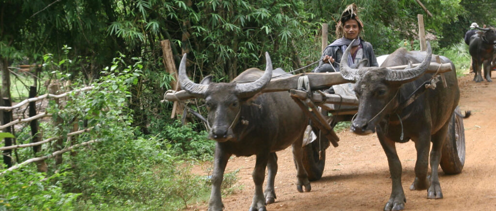 Bufalos en Camboya