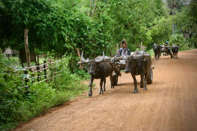 Bufalos en Aldea en Camboya