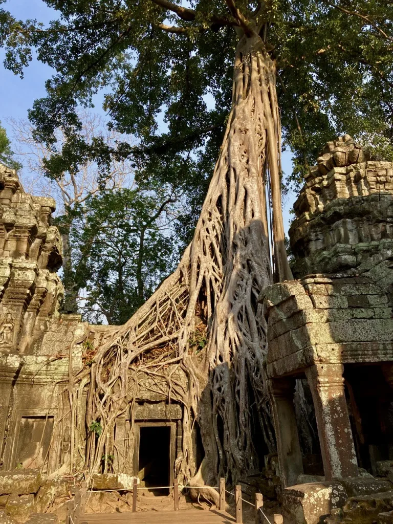 Imagen tipica de Angkor