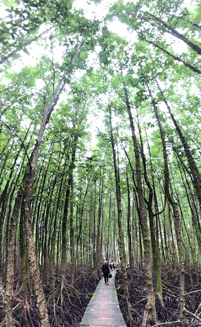 Un manglar en Camboya