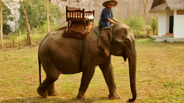 Elefantes en Camboya