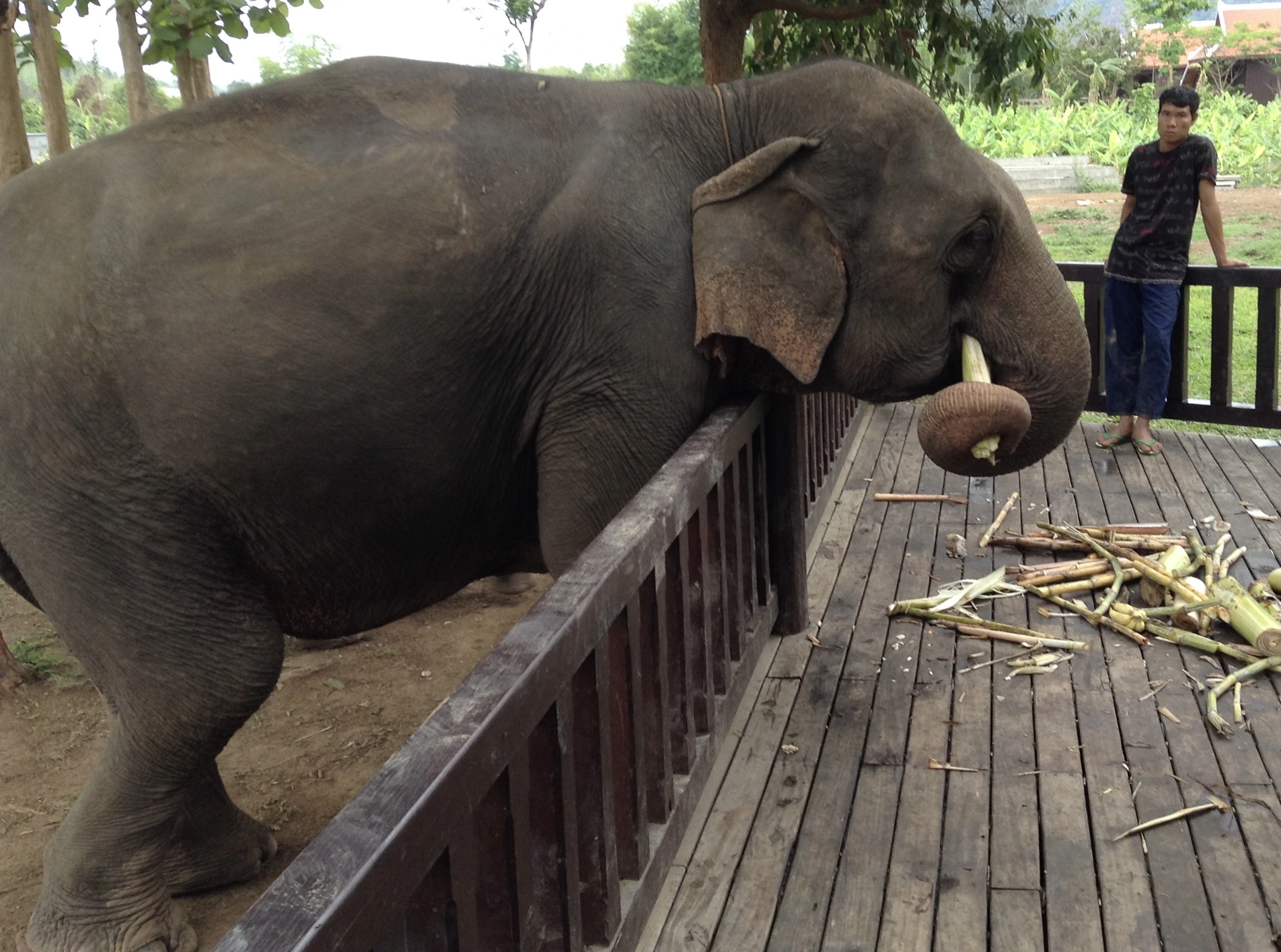 Elefante comiendo