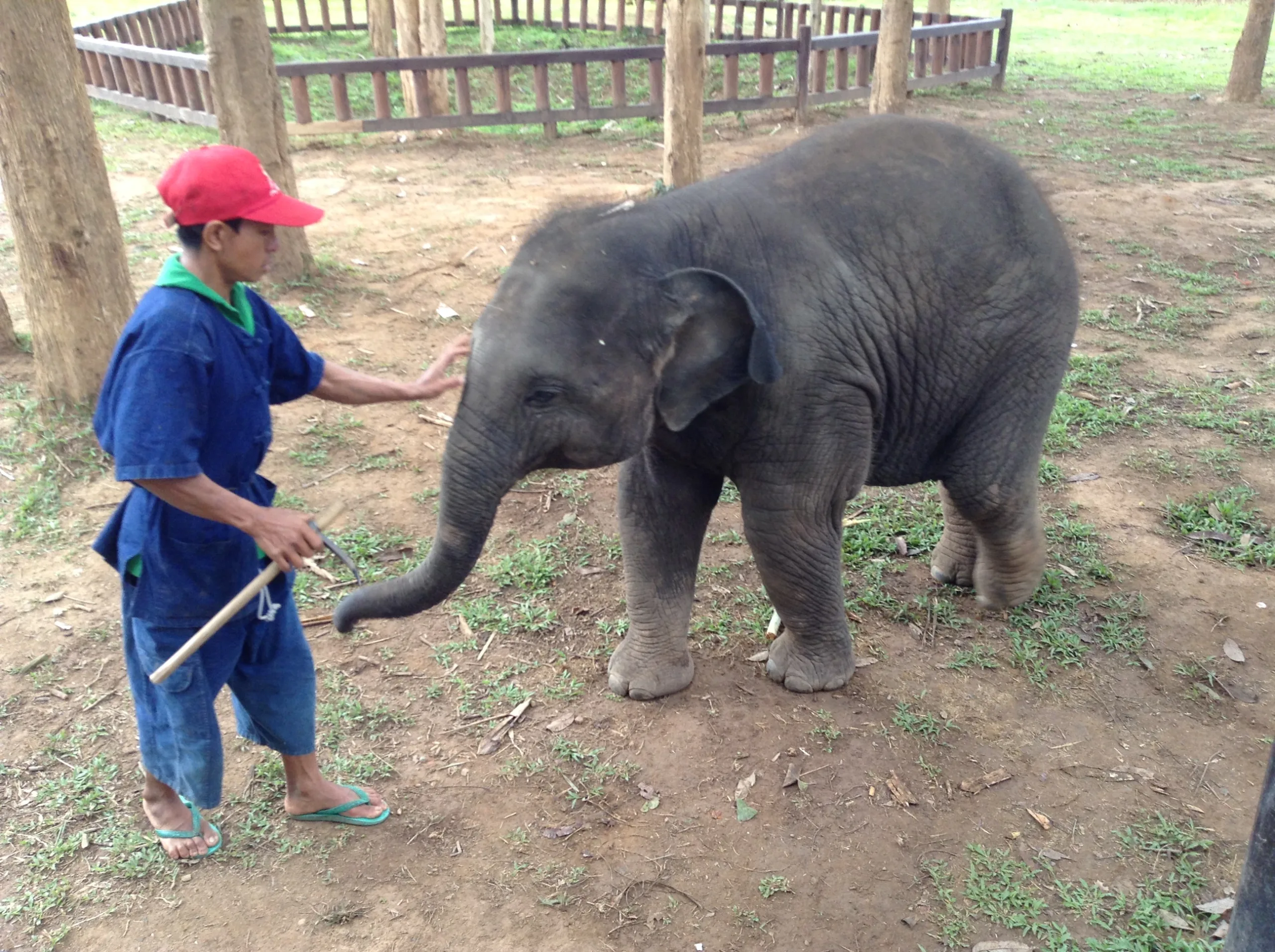 Elefante pequeño