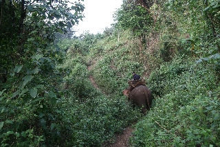 En la jungla