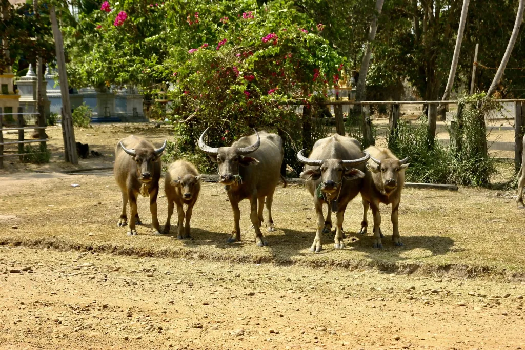 Búfalos en Battanbang
