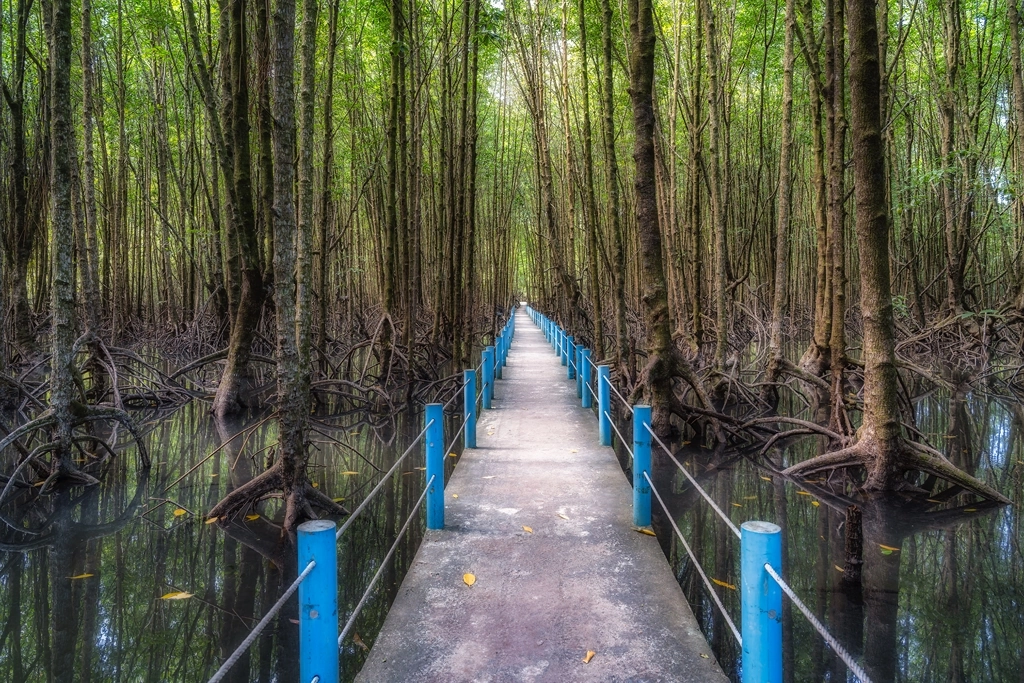 Un manglar, un sitio excepcional en Camboya