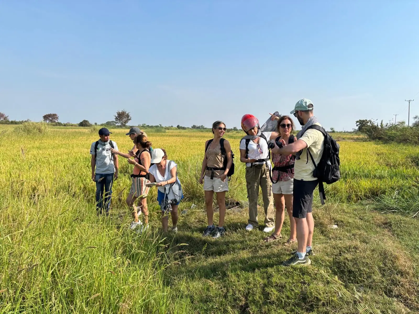 Un campo de arroz en Camboya