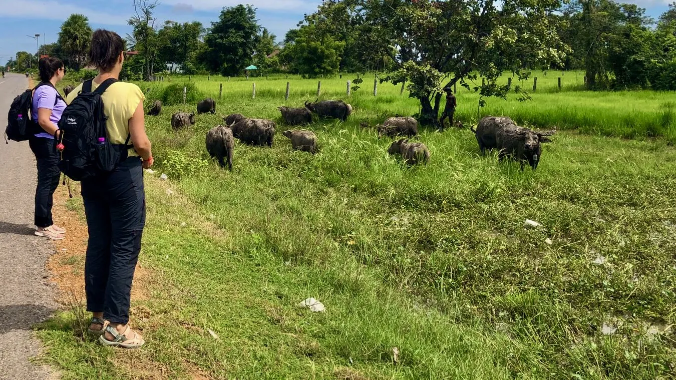búfalos en nuestro viaje a Camboya