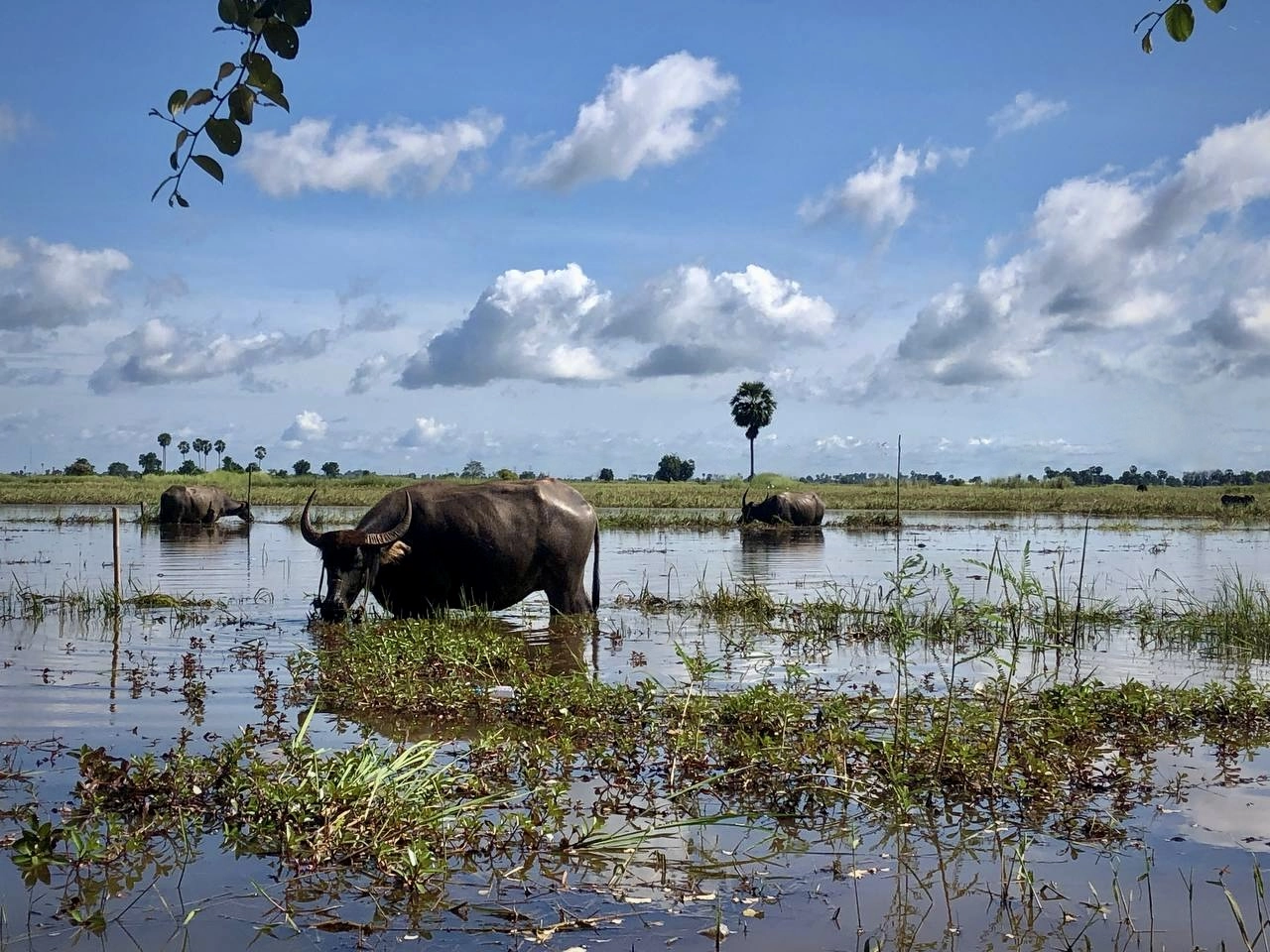 Ver búfalos de agua forma parte de las experiencias locales en Camboya