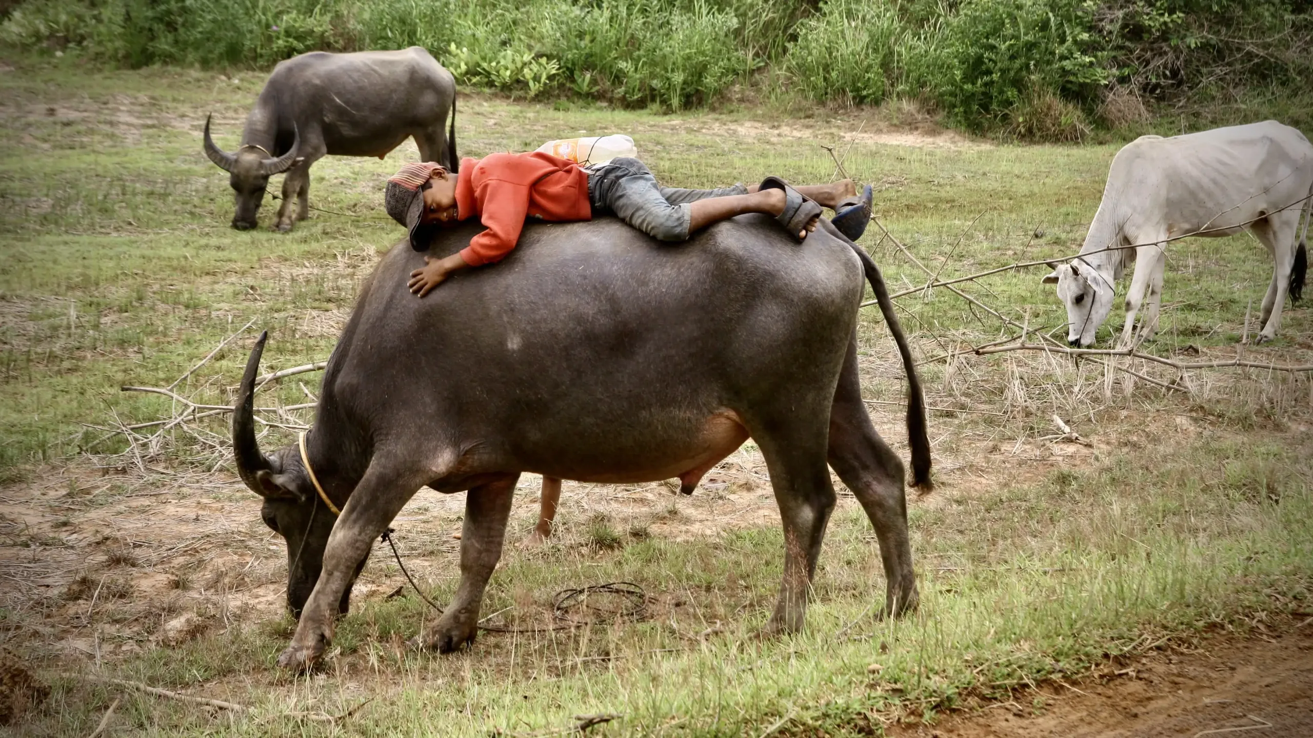 Experiencias locales en Camboya, recorrer el campo y las zonas rurales