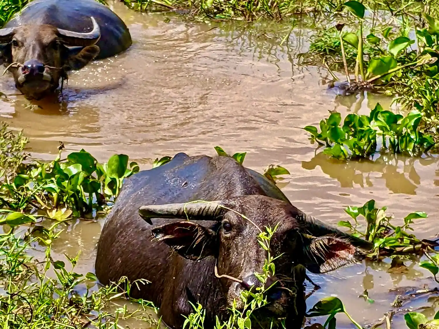 Búfalos en Camboya